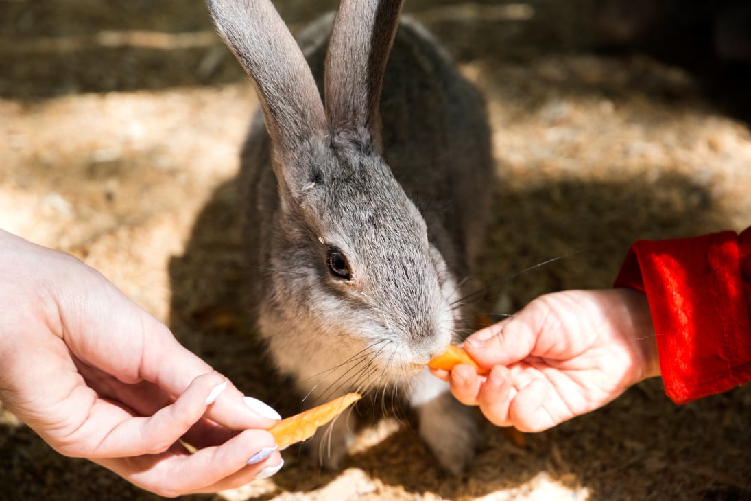 Children feed rabbit in contact petting zoo