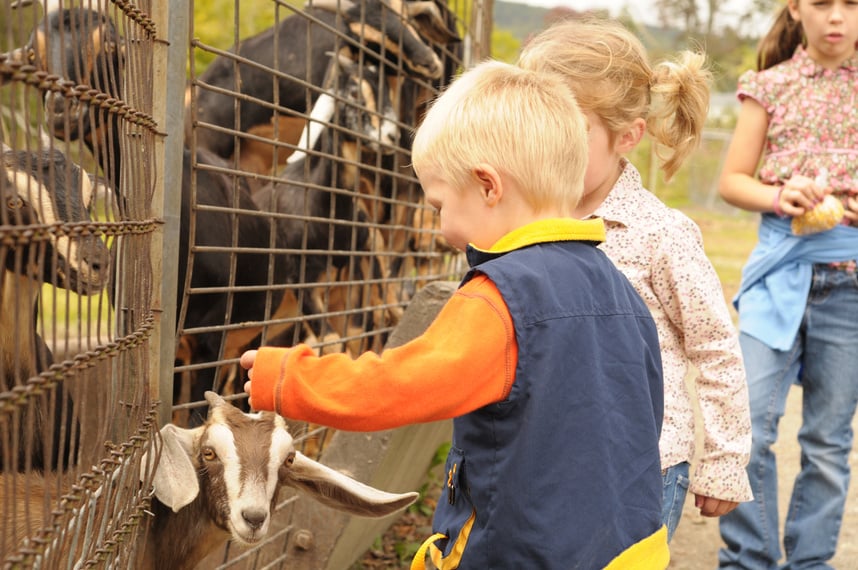 petting zoo