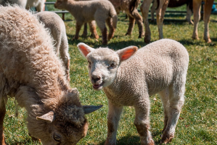 Lamb bleating in a petting zoo