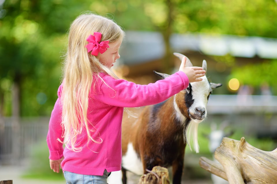 Cute Little Girl Petting and Feeding a Goat at Petting Zoo